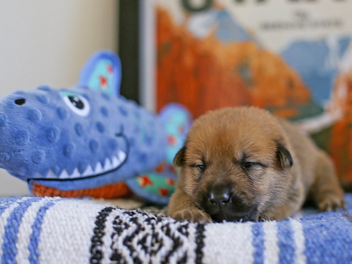 chinook puppy